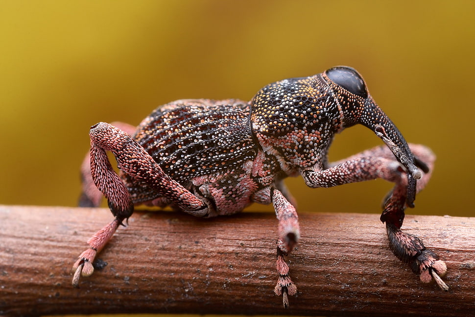 brown weevil, animals, insect, weevil HD wallpaper