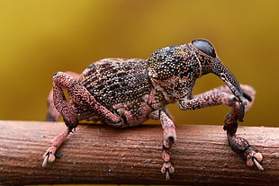brown weevil, animals, insect, weevil HD wallpaper