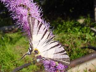 Tiger Swallowtail Butterfly perching on purple flower during daytim