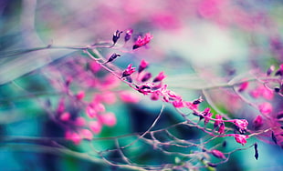 pink petaled flower, nature, twigs, depth of field, branch