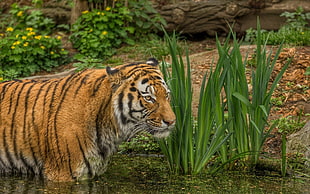 black, brown, and white tiger, tiger, animals, big cats, water
