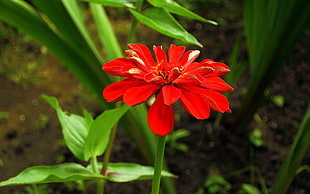 red multi-layered petaled flower