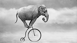 elephant riding on penny farthing bike illustration, nature, animals, elephant, bicycle