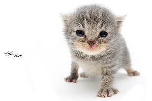 gray tabby kitten