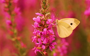 cabbage white butterfly perching on pink flower in close-up photography