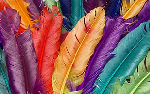 assorted-color feather lot, feathers, colorful HD wallpaper