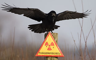 black crow on yellow signage