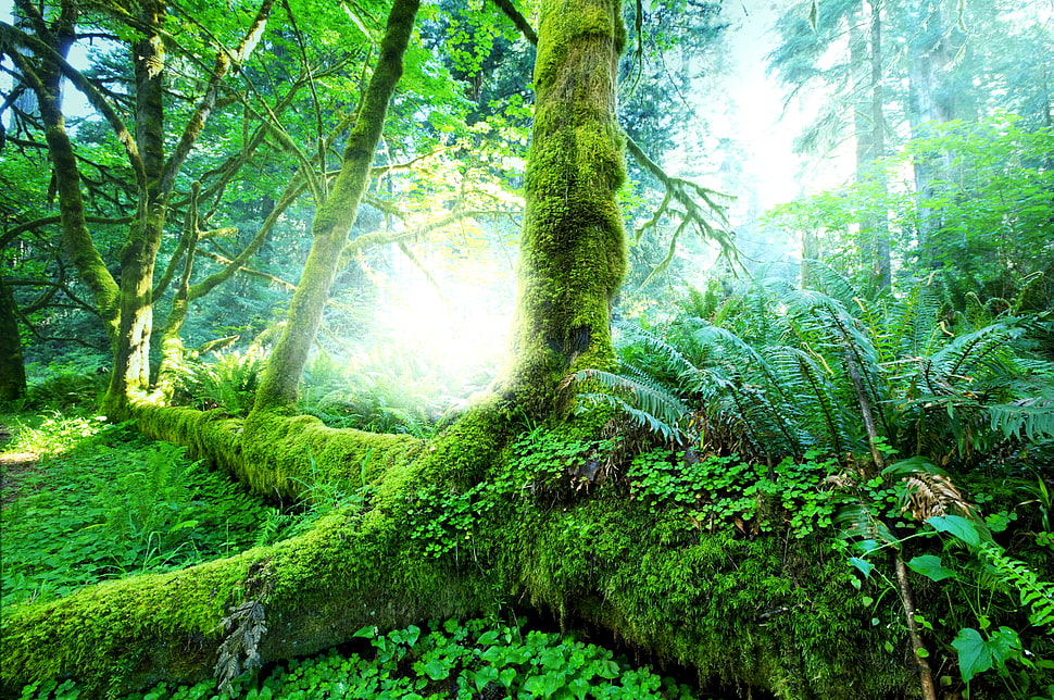 green and brown tree branch, forest, plants, trees, moss HD wallpaper