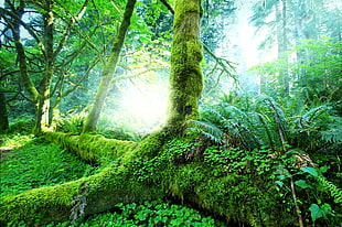 green and brown tree branch, forest, plants, trees, moss