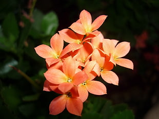 selective focus photography of orange flowers