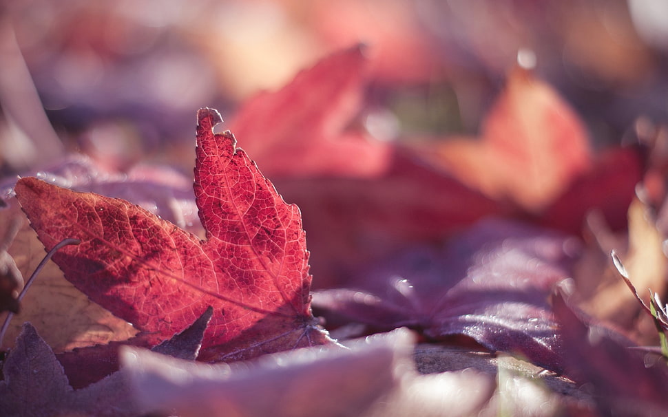 dried leaf, macro, leaves HD wallpaper
