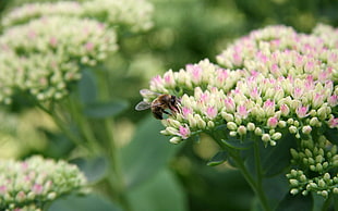 brown bee on whit flower