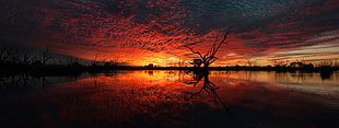 silhouette of trees near body of water HD wallpaper