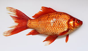 gold fish photography HD wallpaper