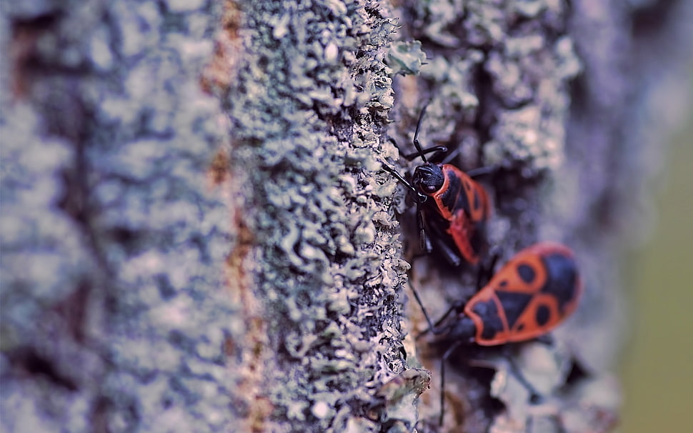 shallow focus photography of Firebugs insects HD wallpaper