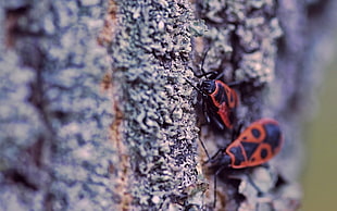shallow focus photography of Firebugs insects