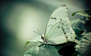white butterfly on green leaf plant
