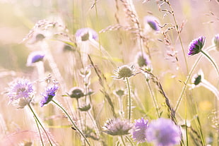 depth of field photography of purple Daisy flower