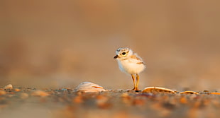 brown and white bird chicks standing on soil