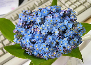 blue petaled flower bouquet HD wallpaper