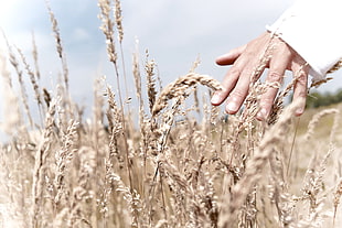 person in wheat field under white cloudy sky during daytime