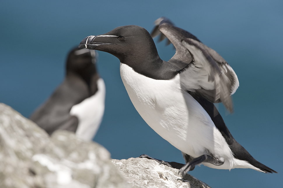 two white-and-black Seagulls HD wallpaper