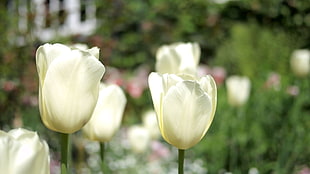 white tulips HD wallpaper