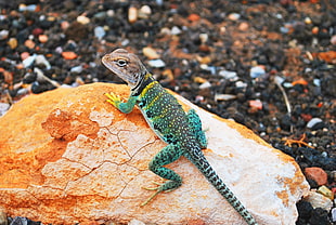 blue and gray lizard on brown rock