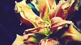 selective focus photography of orange Lily flowers