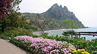 field of pink flowers near body of water and mountain during daytime