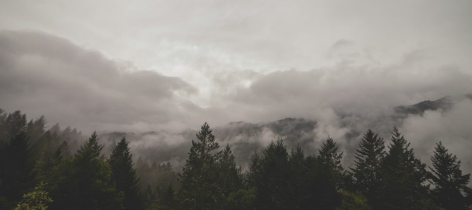 gree pine trees, trees, mist, clouds, photography HD wallpaper