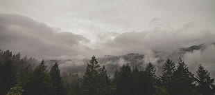 gree pine trees, trees, mist, clouds, photography