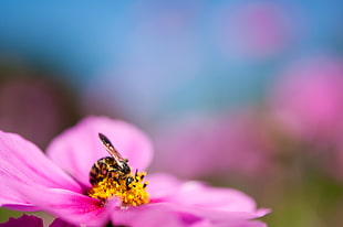 honey bee on top of pink petal flower