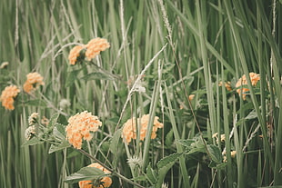 orange petal flowers, Flowers, Grass, Field