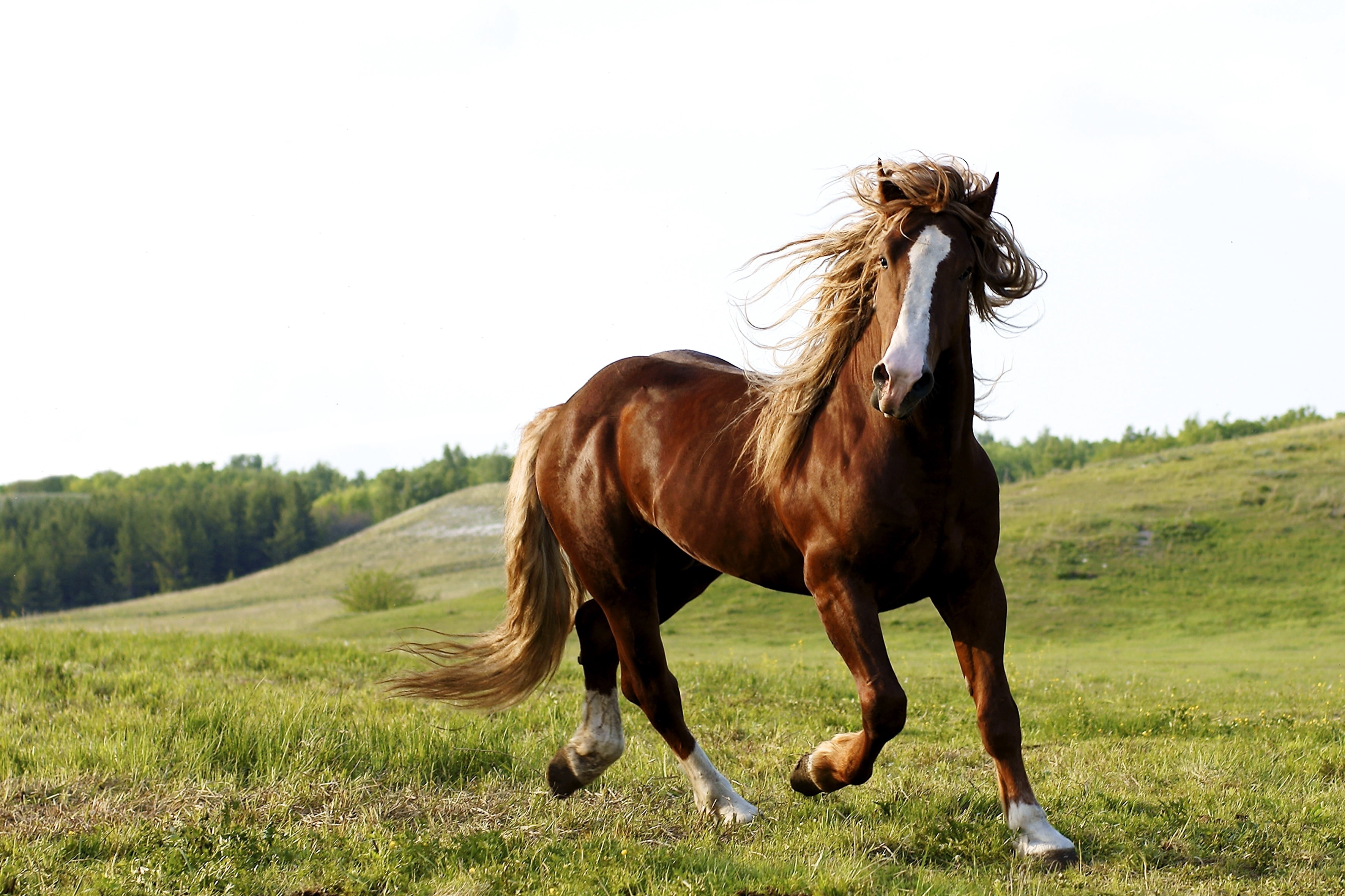 Бесплатны картинки лошади