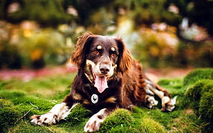 selective focus photography of long-coated brown dog lying on green grass at daytime