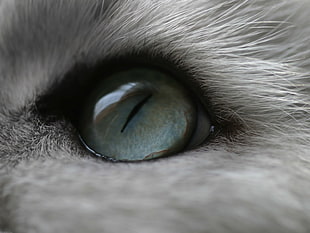 gray cat's eye