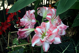 white-and-red Lily flowers