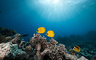 three yellow fishes, nature, photography, sea, water HD wallpaper