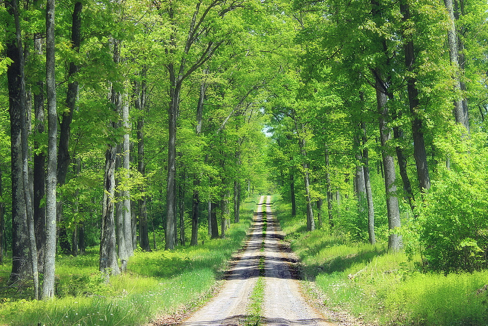 landscape photo of road in green forest HD wallpaper