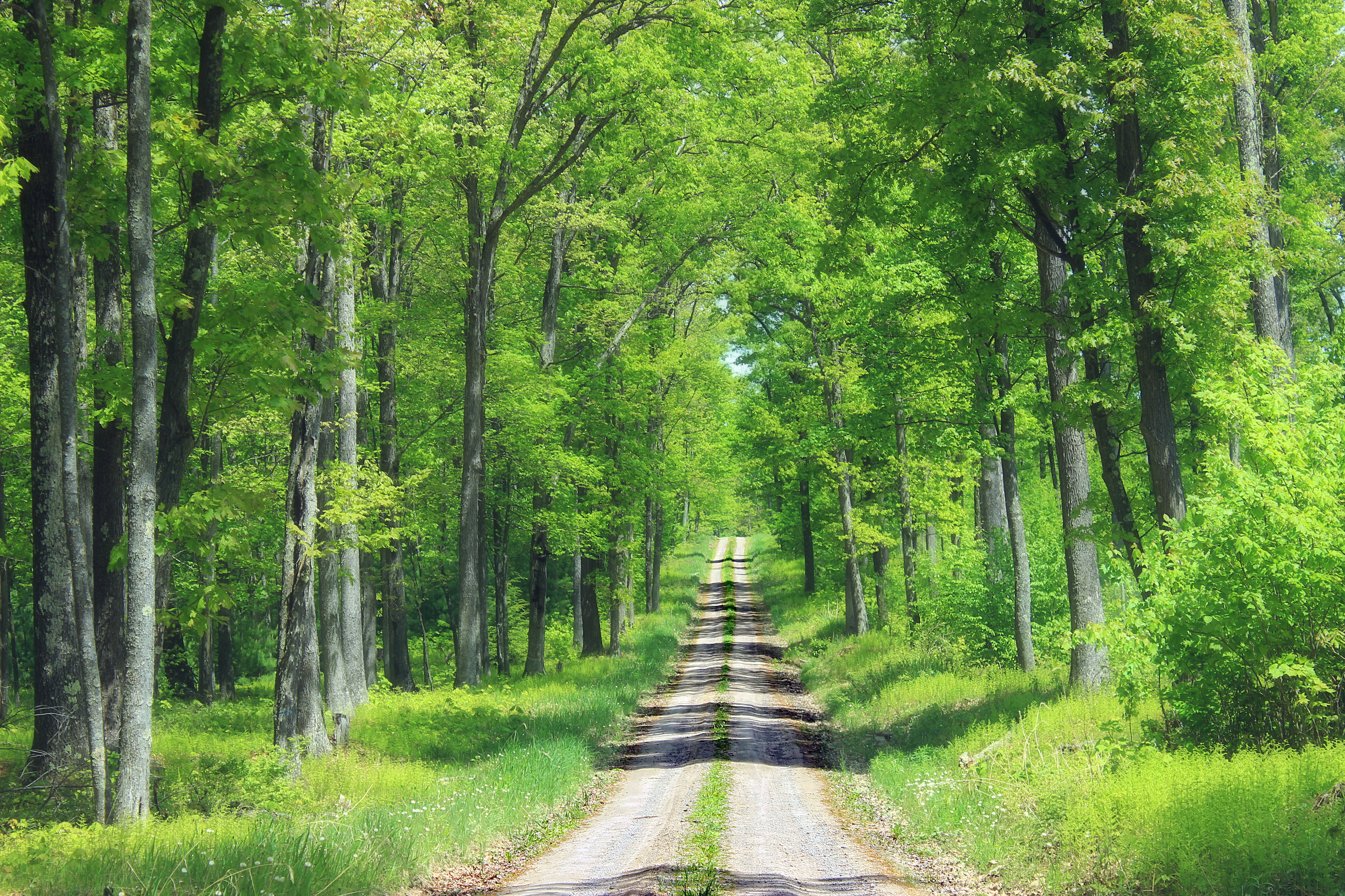 landscape photo of road in green forest