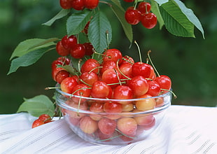 red cherries in clear glass bowl HD wallpaper