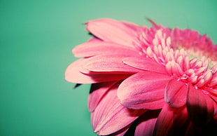 macro photography of pink petaled flowers