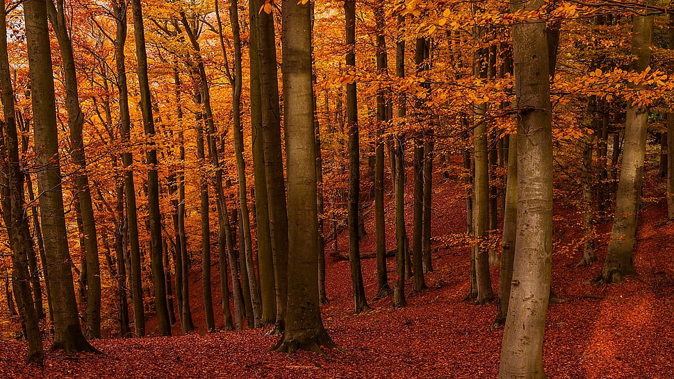 autumn leafed tree, nature, landscape, amber, forest HD wallpaper
