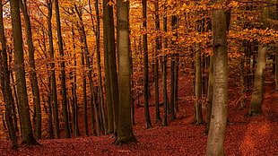 autumn leafed tree, nature, landscape, amber, forest