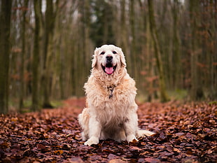 long-coated white dog, Dog, Sitting, Autumn