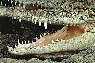 crocodile photo HD wallpaper