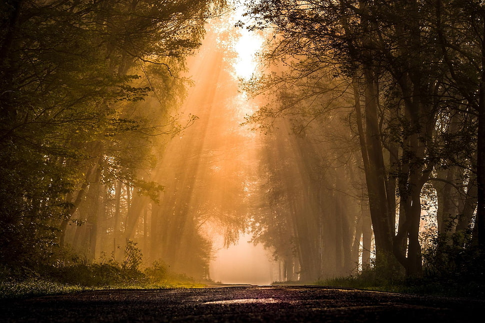 forest painting, road, forest, plants, sun rays HD wallpaper