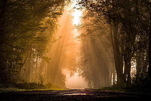 forest painting, road, forest, plants, sun rays