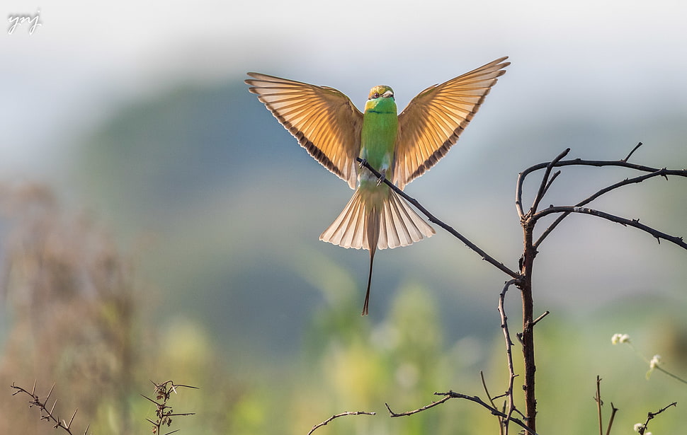 green and brown bird perched on tree branch at daytime HD wallpaper